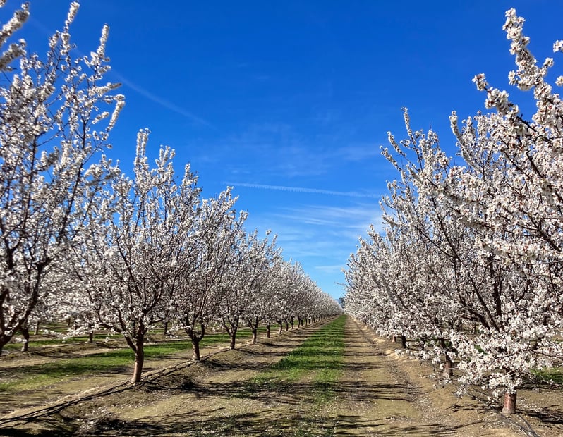 Almond Bloom in Stanislaus County