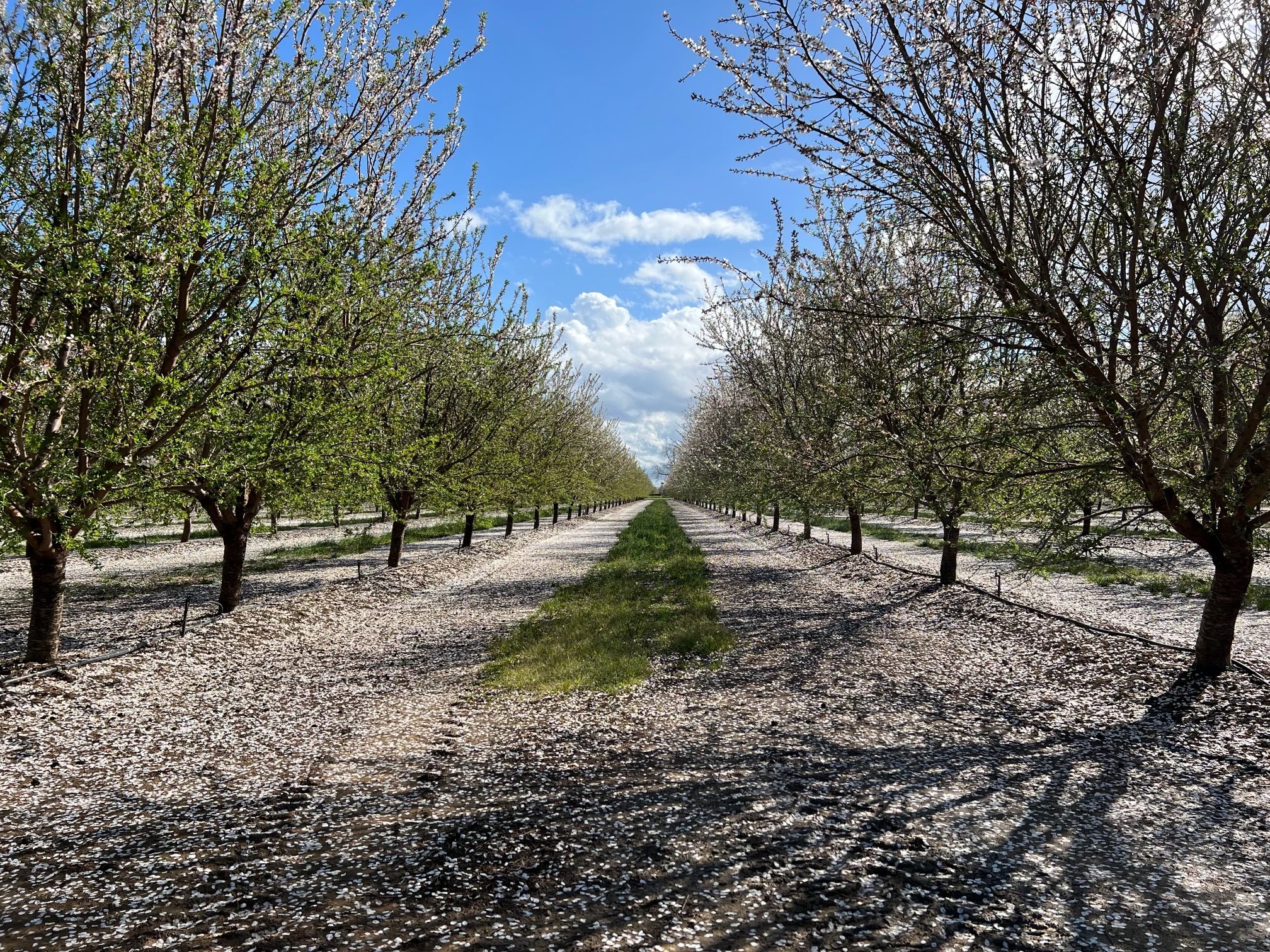 Orchard in Central Region, west-side on March 13, 2023